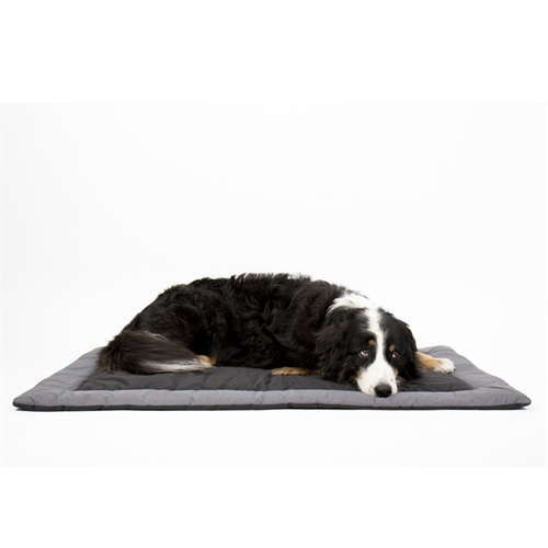 CAMP4 Abby Koiranpeitto